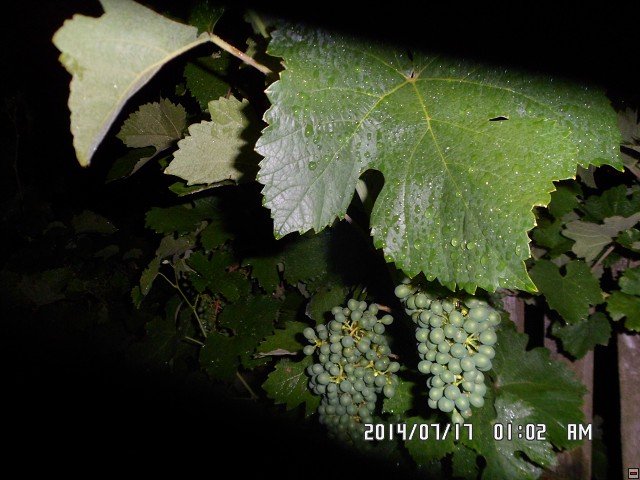 img00082.jpg