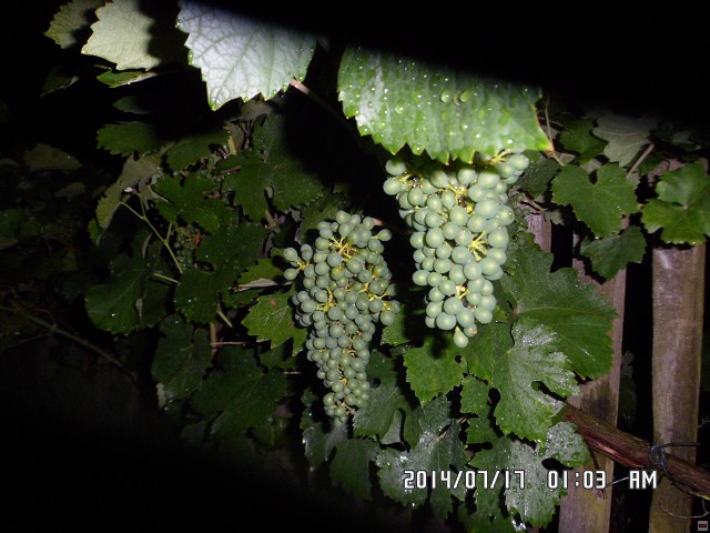 img00083.jpg