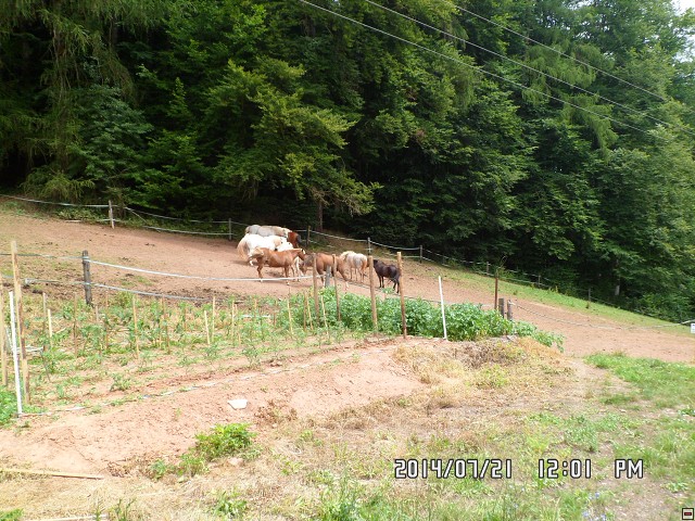 img00193.jpg