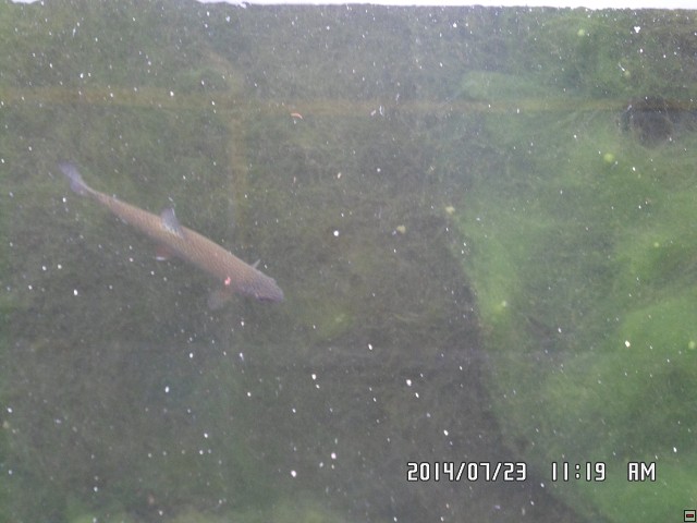 img00232.jpg