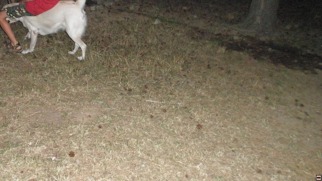 img00040.jpg