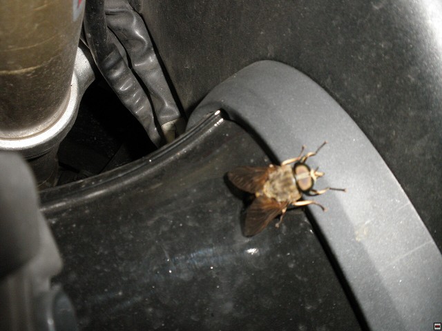 img00135.jpg