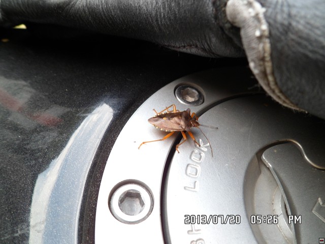 img00115.jpg