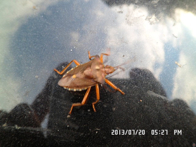 img00117.jpg
