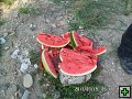 thn00074.jpg