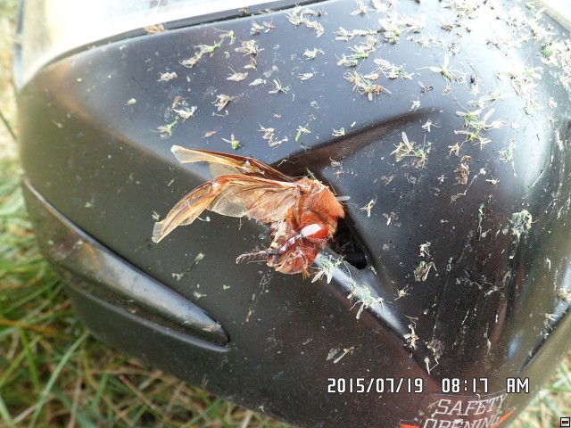 img00081.jpg