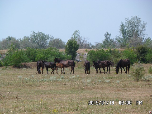 img00103.jpg