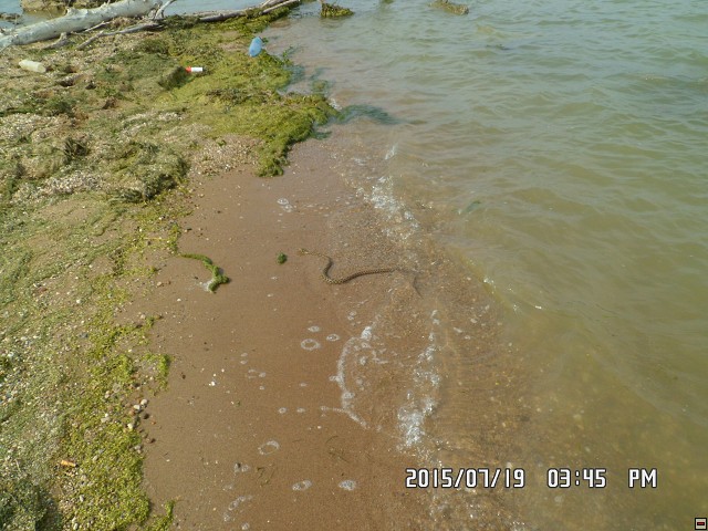 img00121.jpg