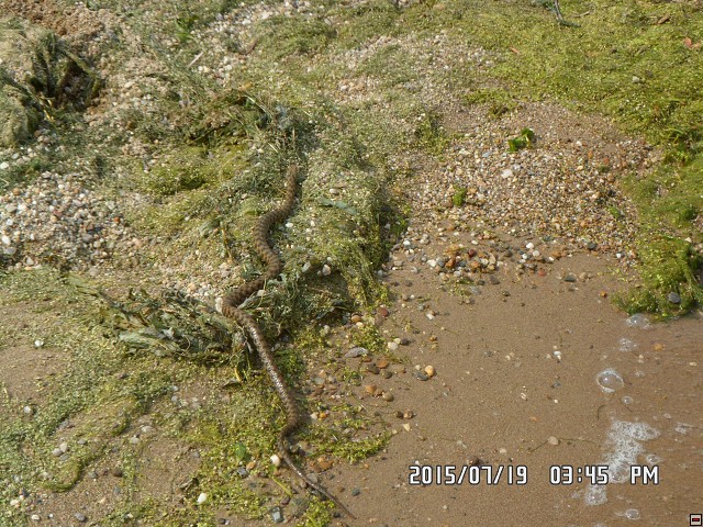 img00122.jpg