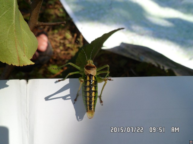 img00197.jpg