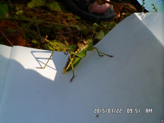 img00198.jpg