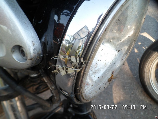 img00217.jpg