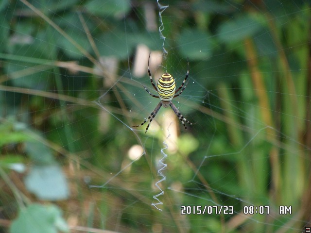 img00232.jpg