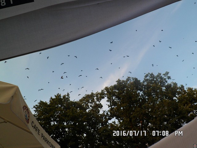 img00157.jpg