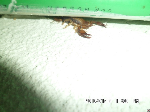 img00117.jpg