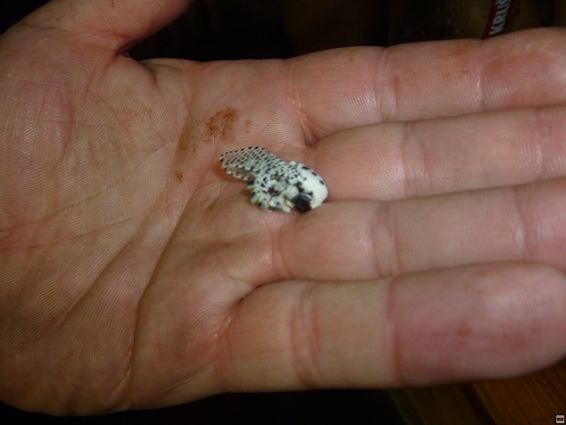 img00371.jpg