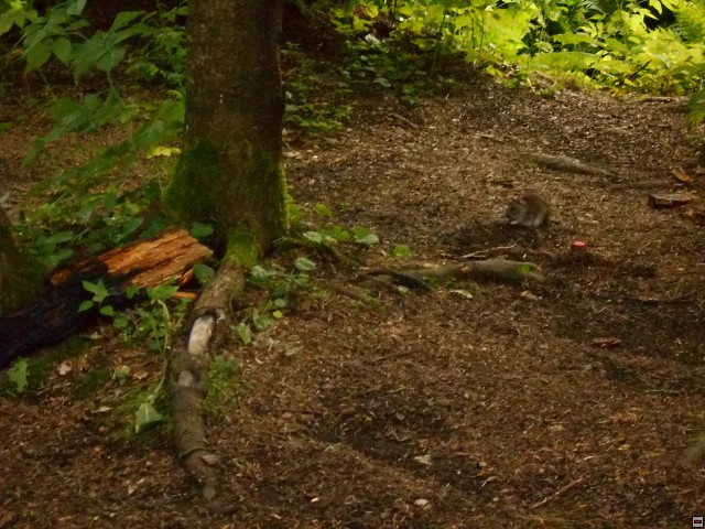 img00065.jpg