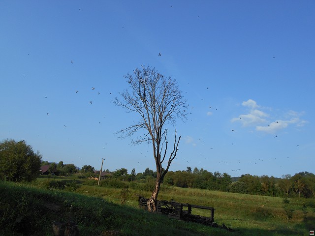 img00089.jpg