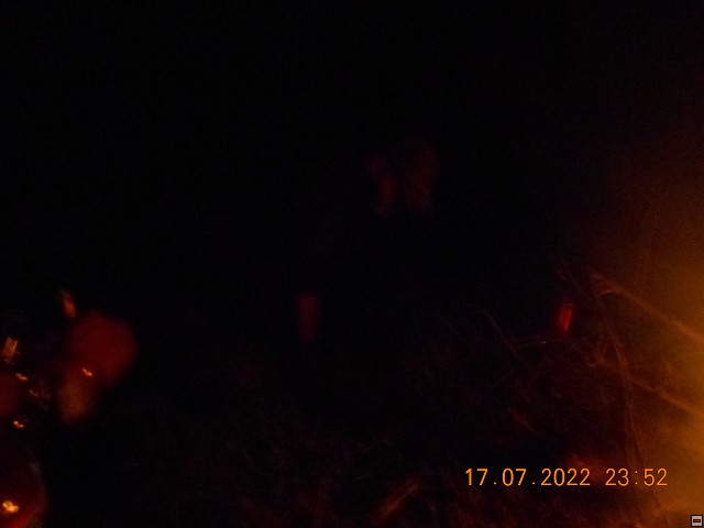 img00131.jpg